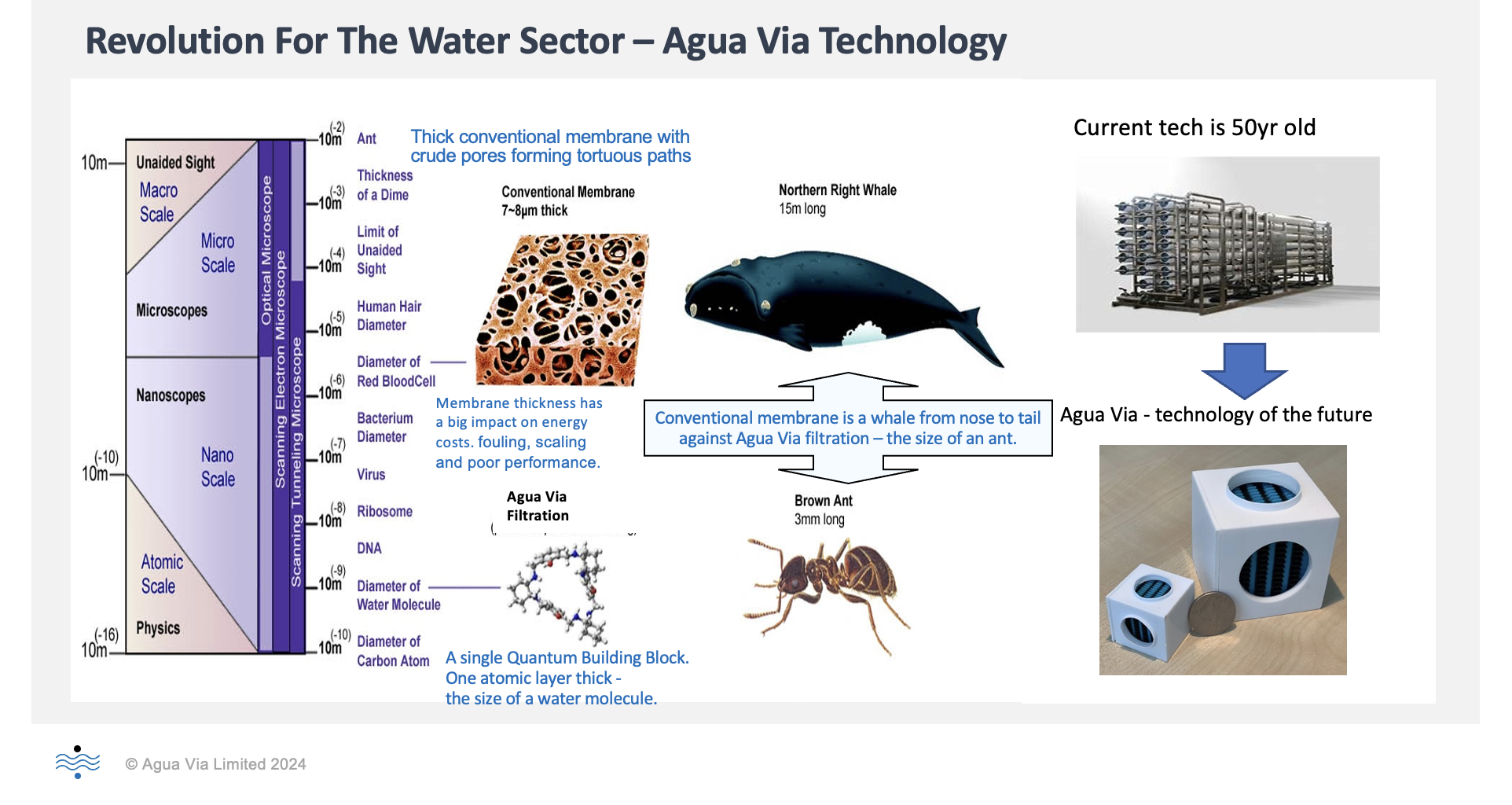 Ant-Whale_Agua-Via